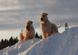 killarna på snöhöjd